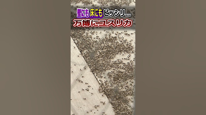 【壁や床にびっしりと】大屋根リングにユスリカ大量発生 #shorts