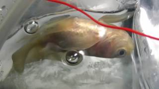 金魚の転覆病の治し方 Youtube