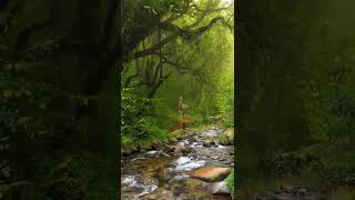 Natural Beautifulview landscape forest trees nature woods evergreen background beautiful