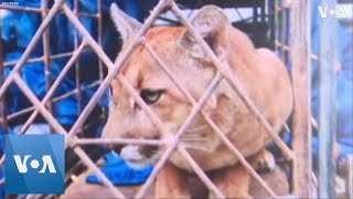 Firefighters Collapse, Animals Rescued as Wildfires Ravage Bolivia