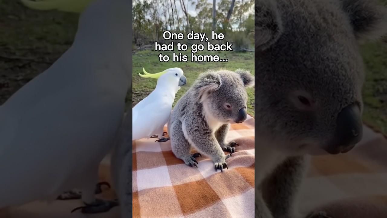 I Want My Best Friend Back 😭❤️ #wholesome #animals #animal #nature #wildlife