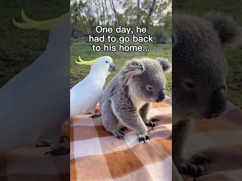 I Want My Best Friend Back 😭❤️ #wholesome #animals #animal #nature #wildlife