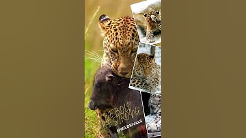 Wildlife Expert Reveals Best Prey Carry Techniques