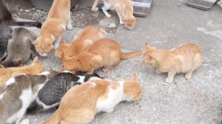 猫島の昼ご飯が思った以上に壮絶だった