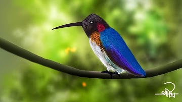 HOW TO DRAW HUMMING BIRD ON MOBILE IN INFINITE PAINTER APP.