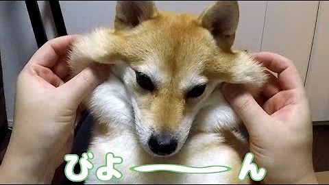 犬 ほっぺ