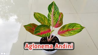 Unboxing & Review Aglonema Andini