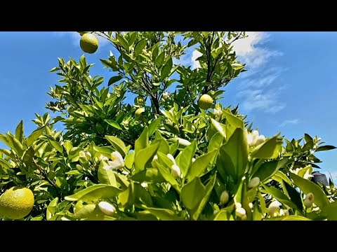Les muestro mi huerto en casa 🫒🍎🏡
