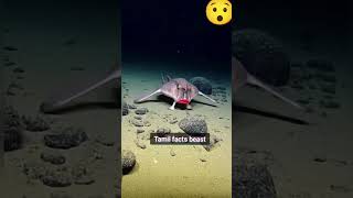 DAY 54  mysteries animals in earth 🌎#reels #shorts #mystery #shortsfeed #rare #animals #alien #birds