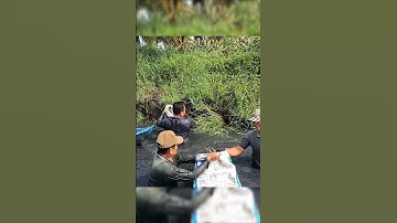 Crayfish vietnamese | Cách bắt tôm CÀNG XANH cực dễ Ở MIỀN TÂY #tomcanhxanh #crayfish