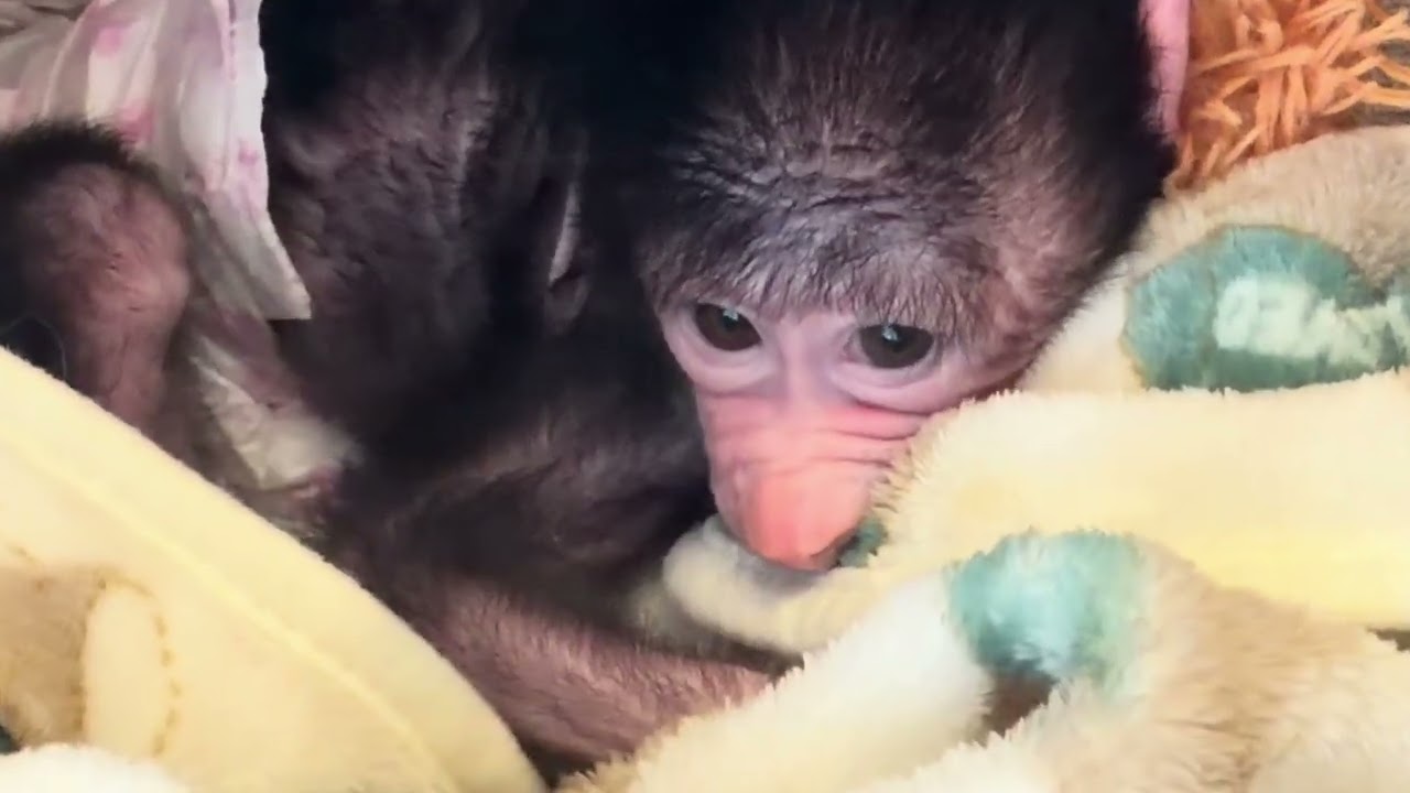 Сидим с Владом НЕ ДЫШИМ, чтобы не мешать Николь засыпать😂