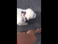 Molly & Casey Two Dog Off Leash Heel. Bichon Dog Trainers. Bichon Dog Training Molly & Casey Two Dog Off Leash Heel. Bichon Dog Trainers. Bichon Dog Training