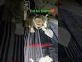 Kiten 8 Days Old #yeshavlogs #virelshorts #trendingshort #kiten