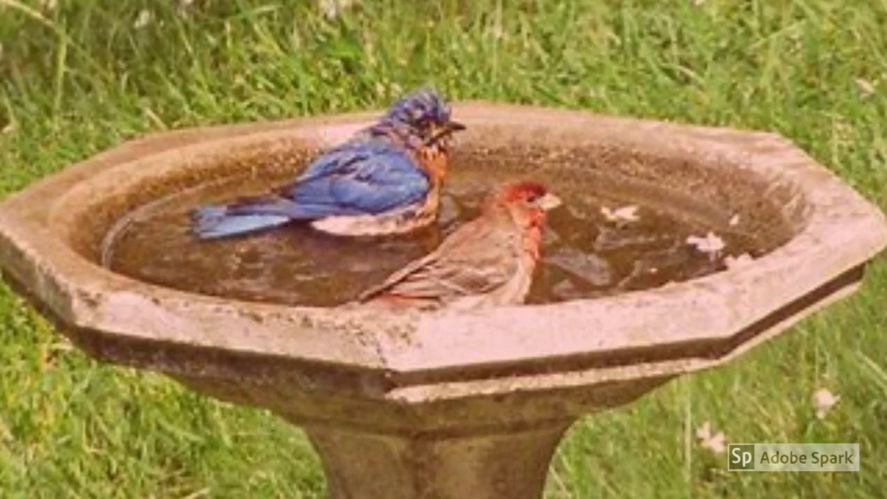 Bird Baths YouTube