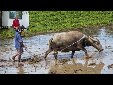 客家歌曲  娘親啀愛你