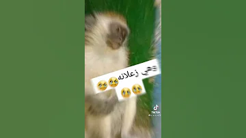 فيديو مضحك عن البيست فرند شاركوا مع البيست 