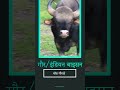 #इंडियनबाइसन