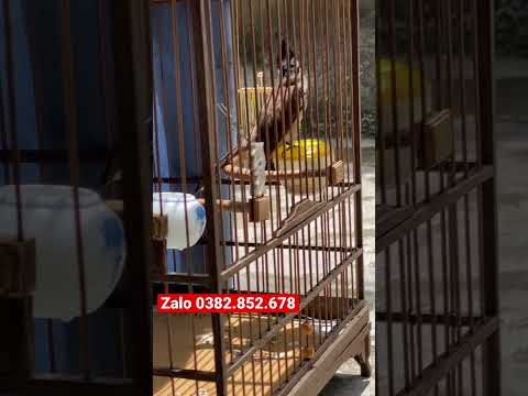 Video Chim chào Mào Lân Bóng Bộ Đẹp,Ra Giọng Hay | Đức Đô... - youtube