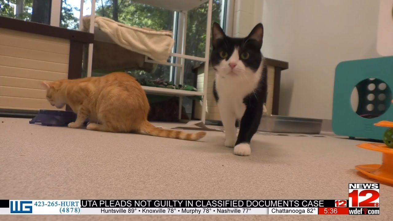 Animal Hero Summer Camp making return at HES