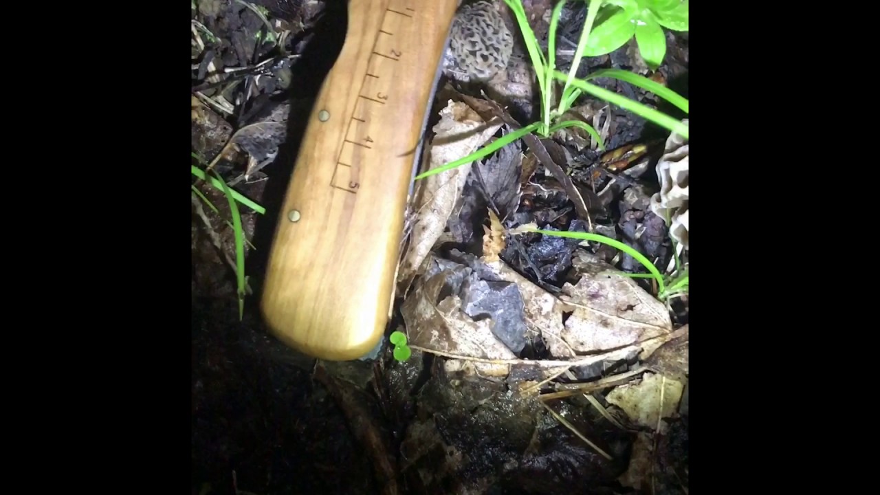 Night morel mushroom hunting YouTube