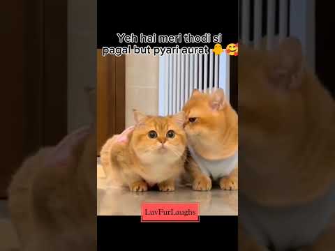 اورات خود را تگ کنید گربه های ناز شلوارک