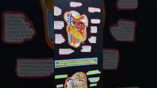 tríptico Sistema Circulatorio