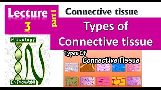 3-Types of connective tissue-Foundation-First year-Histology