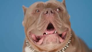 High-Energy American Bully: Everything You Need to Know! by The Last American Bully 252 views 1 month ago 3 minutes, 12 seconds