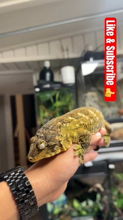 Largest Gecko In The World lizard geckolife gecko reptiles largest-gecko-in-the-world-lizard-geckolife-gecko-reptiles