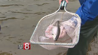 Naugatuck River being re-stocked with fish after sewage spill killed thousands