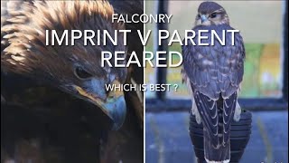 FALCONRY: imprints v parent reared birds, which is best ? screenshot 5