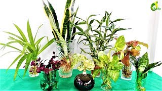 ❤how to make indoor water garden/plants growing in water /ORGANIC GARDEN ❤