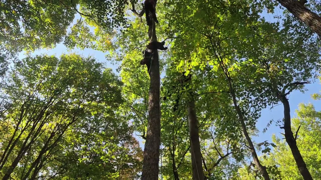 Aerial rescue challenge burrville NY tree rodeo red team (lewis my guys) 