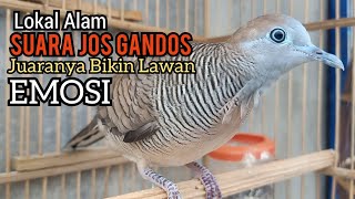 Perkutut lokal gacor Suara JOS GANDOS ALAM LIAR ini Juaranya Bikin EMOSI LAWAN