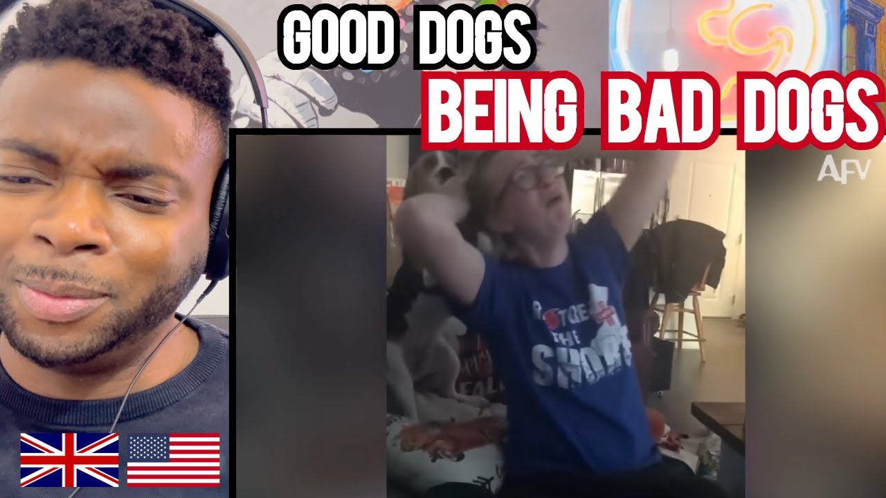 Brit Reacts To GOOD DOGS BEING BAD DOGS!