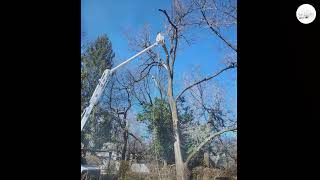 ECO Tree Service Inc: Tree Removal, Trimming & Stump Grinding | Allentown, Bethlehem