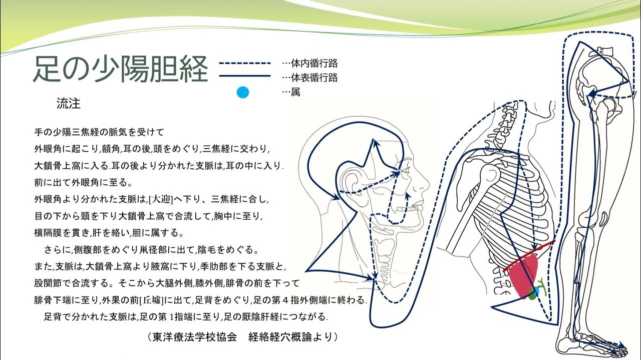 【経絡経穴を覚えよう】足の少陽胆経 流注 暗記用 YouTube
