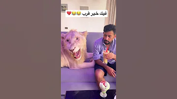 انا يالله اخلي قطو جنبي وهذا مخلي اسد جنبه اسد Lion 