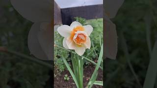 Neyleyi̇m Yar Neyleyi̇m