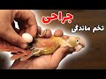 نجات دادن طوطی از تخم ماندگی درمان تخم ماندگی       