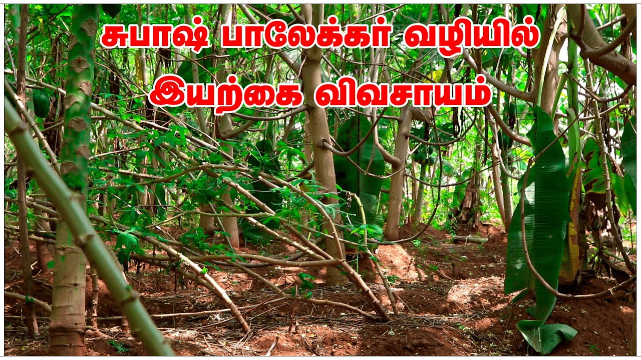 சுபாஷ் பாலேக்கர் 5 அடுக்கு முறை | பல பயிர் சாகுபடி | இயற்கை விவசாயம் | பல்லுயிர்
