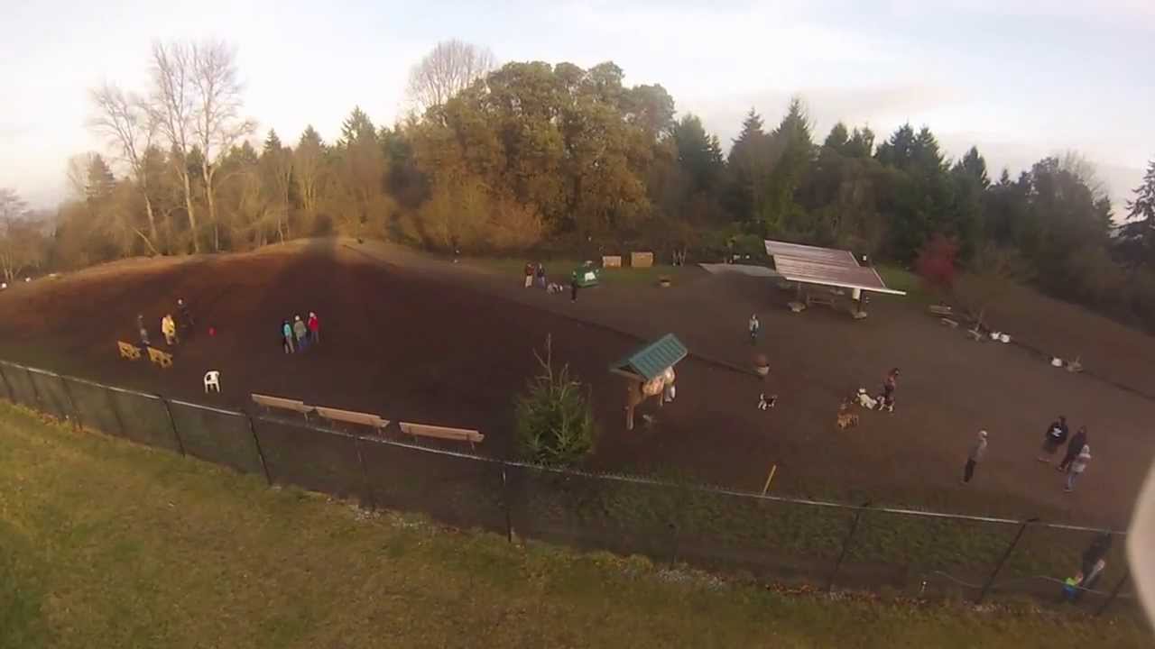Westcrest Dog Park, Seattle YouTube