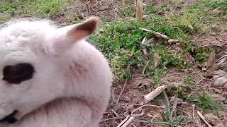 Sheep Attack Camera Defends Small Sheep