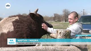 видео: На часі - Привіз з фронту бичка та свиню: як живуть Мартин, Машка та Максим Харківський - 08.04.2025 картинка: На часі - Привіз з фронту бичка та свиню: як живуть Мартин, Машка та Максим Харківський - 08.04.2025