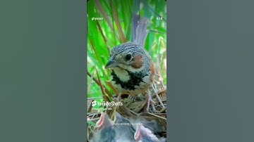 #قرآن #أطمئن #اكسبلور #قران كريم #المصحف #animals #funny #duet #تيك توك #ضحك