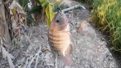 CÂU CÁ GIẢI TRÍ[TRÔNG CHỜ NƯỚC LỚN CÂU CÁ GIẢI TRÍ]MIỀN TÂY FISHING