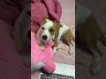 Jack Russell on laptop