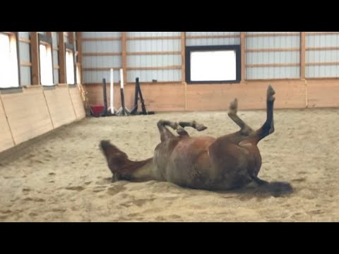 Why Do Horses Roll?