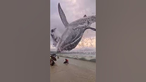 cê fosse verdade eu nem iria em praias kkk #tubarão #shorts #megalodon