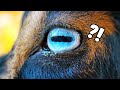 염소의 눈은 왜 요로코롬 생겼을까? 👀신기방기한 동물들의 눈